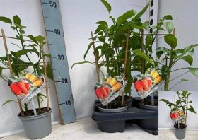 Daržovių sodinukai, paprika, vazonėlio skersmuo 12 cm.