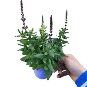 Daugiametė gėlė, šalavijas, vazonėlio skersmuo 12 cm.