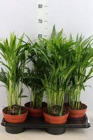 Kambarinis augalas, dipsis gelsvasis, vazonėlio skersmuo 17 cm.