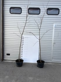 Dekoratyvinis medis, liepa "Cordata", vazonėlio skersmuo 28 cm.