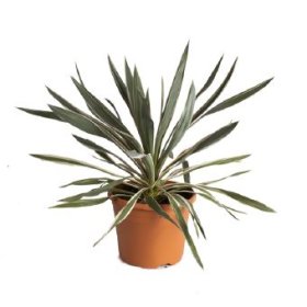 Žolinis augalas, juka, vazono skersmuo 26 cm.