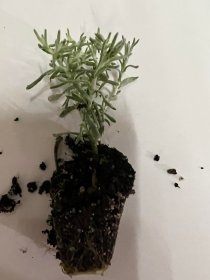 Vienmetės gėlės daigelis, italinis šlamutis "Compact Curry"