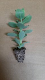 Daugiametės gėlės daigelis, šilokas "Autumn Joy"