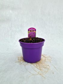 Daugiametė gėlė, česnakas dekoratyvinis "Ambasador", vazonas 2 l.