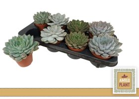 Kambarinis augalas, kalvorė (Eševerija), vazonėlio skersmuo 11 cm.