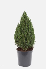 Spygliuotis, eglė baltoji "Piccolo", vazonėlio skersmuo 23 cm.