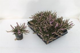 Dekoratyvinis krūmas, erika "Rosalena", vazonėlio skersmuo 9 cm.