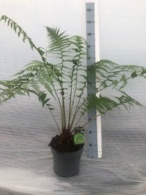 Daugiametis augalas, diksonija antarktinė, vazonėlio skersmuo 24 cm.