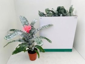 Kambarinis augalas, echmėja "Primera", vazonėlio skersmuo 15 cm.