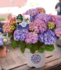 Dekoratyvinis krūmas, didžialapė hortenzija "Diva Fiore", vazonas 5 l.