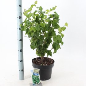 Dekoratyvinis krūmas, lazdynas paprastasis "Scooter", vazonėlio skersmuo 23 cm.