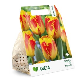 Darvino hibridinių tulpių Banja Luka svogūnėliai ASEJA Grand Pack, 15 vnt., 10/11, 504368, (R)