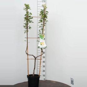 Vaismedis, kriaušė paprastoji, vazonas 7,5 l.