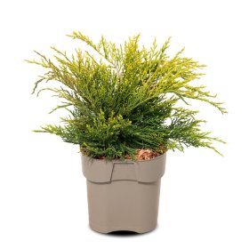 Spygliuotis, kadagys kininis "Old Gold", vazonėlio skersmuo 23 cm.