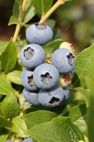 Vaiskrūmis, šilauogė aukštoji "Toro", vazonas 2 l.