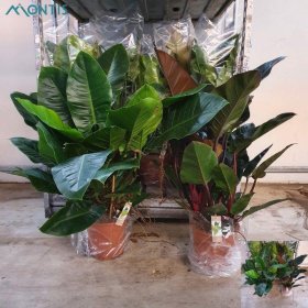 Kambarinis augalas, filodendras, vazonėlio skersmuo 27 cm.