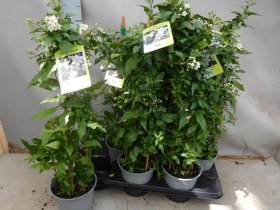 Dekoratyvinis krūmas, jazminas, vazonėlio skersmuo 15 cm.