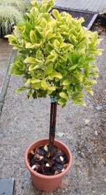 Dekoratyvinis krūmas, ožekšnis "Emerald", vazonėlio skersmuo 17 cm.