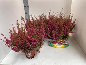 Vienmetė gėlė, erika grakščioji, vazonėlio skersmuo 11 cm.