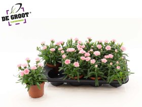 Daugiametė gėlė, gvazdikėlis "Pink", vazonėlio skersmuo 12 cm.