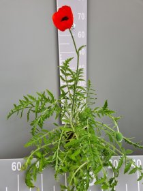 Daugiametė gėlė, aguona "Allegro", vazonas 2 l.