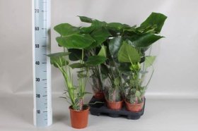 Kambarinis augalas, monstera "Deliciosa", vazonėlio skersmuo 13 cm.