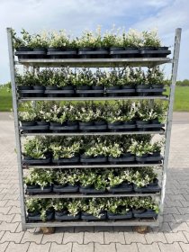 Dekoratyvinis krūmas, ožekšnis "Harlequi", vazonėlio skersmuo 13 cm.