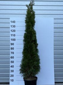 Spygliuotis, tuja vakarinė "Smaragd", aukštis 190 cm., vazonėlio skersmuo 29 cm.