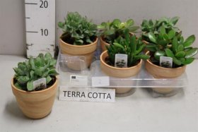 Kambarinis augalas, storalapis, vazonėlio skersmuo 11 cm.