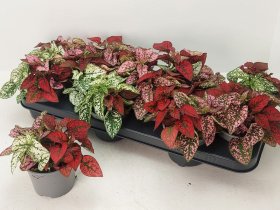 Kambarinis augalas, hipoestė, vazonėlio skersmuo 11 cm.