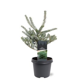 Spygliuotis, kėnis korėjinis "Silberlocke", aukštis 30-40 cm., vazonas 5 l.