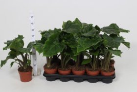 Kambarinis augalas, alokazija "Portodoro", vazonėlio skersmuo 12 cm.