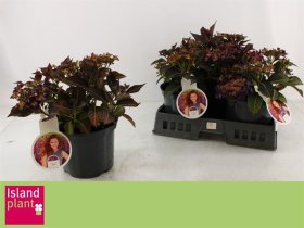 Dekoratyvinis krūmas, hortenzija "Dutch Seli", vazonėlio skersmuo 23 cm.