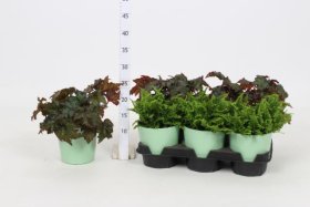 Kambarinis augalas, įvairūs lapiniai augalai, vazonėlio skersmuo 12 cm.