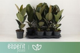 Kambarinis augalas, fikusas elastika "Robusta", vazonėlio skersmuo 14 cm.