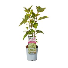 Dekoratyvinis krūmas, ąžuolialapė hortenzija, vazonas 2 l.