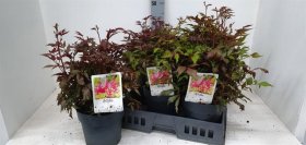 Daugiametė gėlė, astilbė, vazono skersmuo 19 cm.