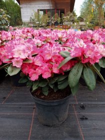 Dekoratyvinis krūmas, rododendras jakušimaninis "Morgenrot", vazonas 5 l.
