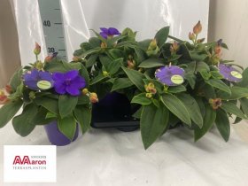 Kambarinis augalas, eikras, vazonėlio skersmuo 15 cm.