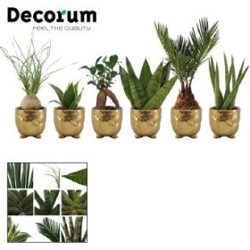 Kambarinis augalas, lapiniai augalai (įvairūs), metaliniame vazonėlyje, vazonėlio skersmuo 6 cm.