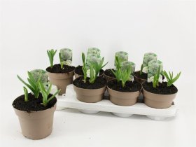 Daugiametė gėlė, dekoratyvinis česnakas, vazonėlio skersmuo 14 cm.