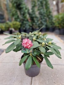 Dekoratyvinis krūmas, rododendras jakušimaninis "Marlis", vazonėlio skersmuo 30 cm.