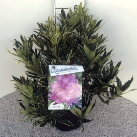 Dekoratyvinis krūmas, rododendras paprastasis "Variegatum", vazonas 10 l.