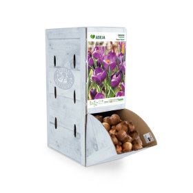 Didžiažiedžio kroko Flower Record svogūnėlis ASEJA, 1 vnt., 7/8, Rackbox (R)
