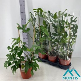 Kambarinis augalas, filodendras, įvairus, vazonėlio skersmuo 19 cm.