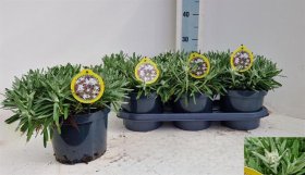 Daugiametė gėlė, liūtpėdė alpinė, vazonėlio skersmuo 19 cm.