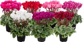 Kambarinis augalas, ciklamenas, vazonėlio skersmuo 13 cm.