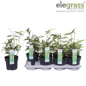 Žolinis augalas, didbambukis, vazonėlio skersmuo 14 cm.