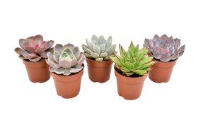 Kambarinis augalas, kalvorė (eševerija) "Premium mix", vazonėlio skersmuo 9 cm.