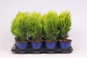 Spygliuotis, tujenis rytinis "Aurea Nana & Yvonne", aukštis 35 cm., vazonėlio skersmuo 13 cm.